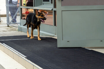 A nursing poor dog of black and yellow color tries to enter the store.