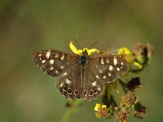 speckled wood butterfly (Pararge aegeria)