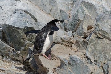 Naklejka premium Chinstrap penguin climbing on rock in Antarctica