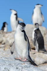 Fototapeta premium Chinstrap penguin on the beach in Antarctica