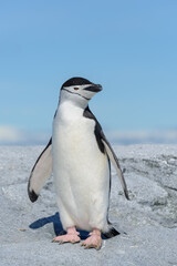 Fototapeta premium Chinstrap penguin on the beach in Antarctica