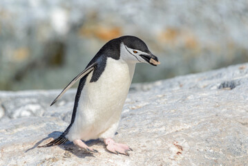 Chinstrap penguin on the beach in Antarctica