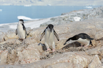 Naklejka premium Chinstrap penguins on the beach in Antarctica