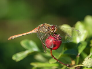male common darter dragonfly (Sympetrum striolatum) resting on hawthorn berry