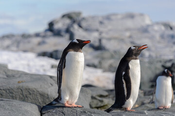 Naklejka premium Gentoo penguin on rock in Antarctica