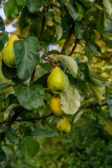 four pears hanging from a pear tree 