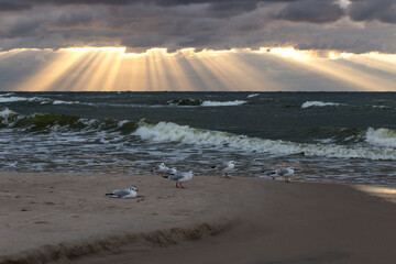 Morze Bałtyckie zachód słońca plaża chmury ptaki - obrazy, fototapety, plakaty