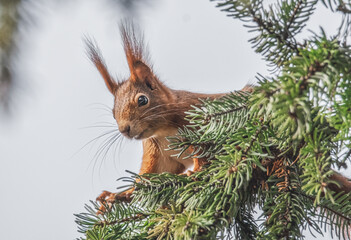 Eichhörnchen im Nadelbaum