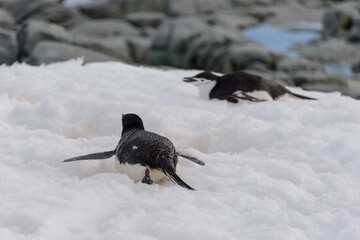 Chinstrap penguin creeping on snow
