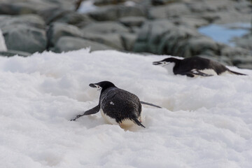 Chinstrap penguin creeping on snow