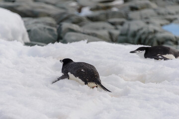 Chinstrap penguin creeping on snow