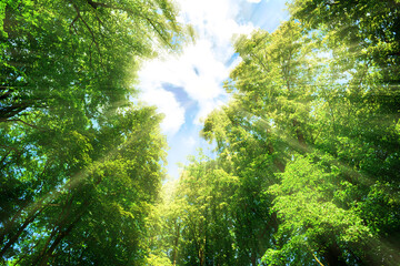 Fototapeta na wymiar Rays of sunlight in the summer forest