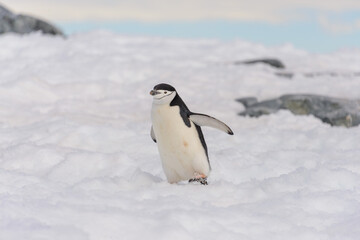 Obraz premium Chinstrap penguin on the snow in Antarctic