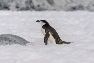 Chinstrap penguin on the snow in Antarctic