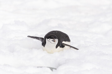 Chinstrap penguin creeping on snow