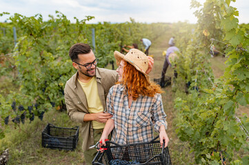 Young people working in a vineyard harvesting grapes