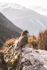 Kea bird in the mountains