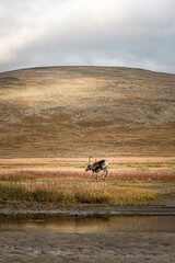 Arctic mountains reindeer antlers seasons 