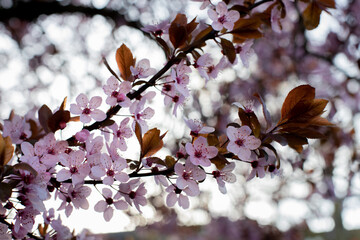Detail of a beautiful blossoming tree with the use of bokeh, shallow depth of field during spring symbolizing a fresh start and hope