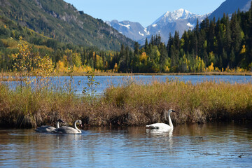 A family of trumpeter swans browse in Tern Lake, an important stop for migratory waterfowl on Alaska's Kenai Peninsula. © JT Fisherman