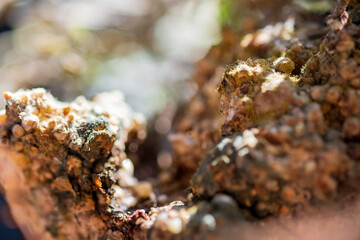 Close up root landscape with textures