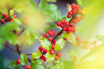 Holly tree, macro photography, red berries on holly, bright nature