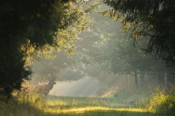 Red Deer in the Forrest