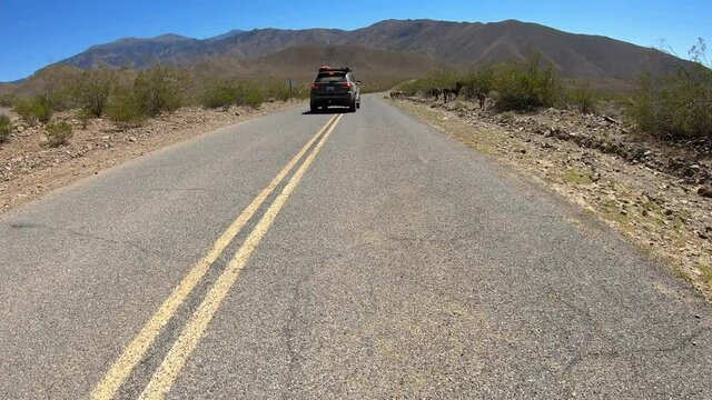 Wild burros side of desert highway, Death Valley.