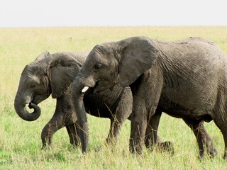 Naklejka na ściany i meble Elephants in Amboseli National Park, Kenya