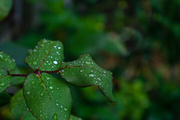 Dewdrops on rose leaves
