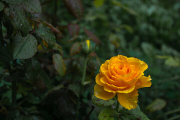 Yellow rose in the evening garden