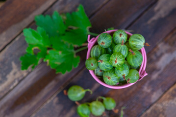 in a bucket green gooseberries are scattered on a dark background. 