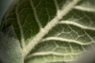 close up of green leaf