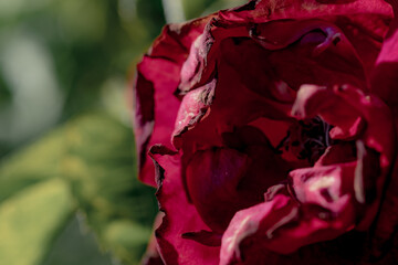close up of red rose petals