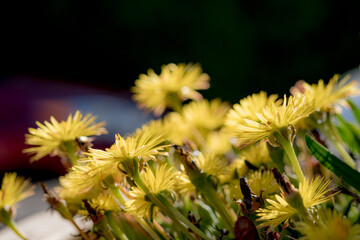 close up of yellow flowers