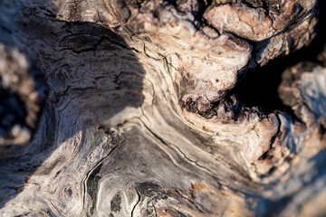 beach tree bark texture