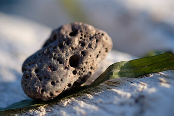 close up of rock and seaweed on drift wood