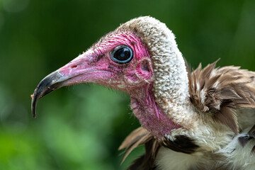 Portrait of a Hooded Vulture (Necrosyrtes monachus)