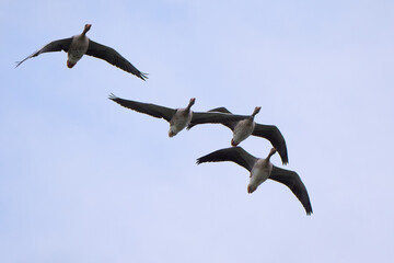 Flock of greylag geese in flight (Anser anser)