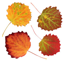 aspen autumn leaves isolated on a white background with a clipping path