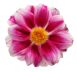 dahlia isolated on a white background with a clipping path