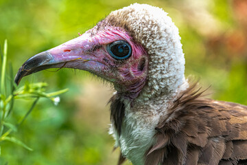 Portrait of a Hooded Vulture (Necrosyrtes monachus) - obrazy, fototapety, plakaty