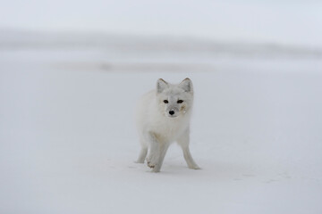 Arctic fox in winter time in Siberian tundra