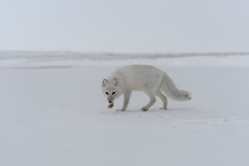 Obraz na płótnie Canvas Arctic fox (Vulpes Lagopus) in wilde tundra. Arctic fox on the beach.