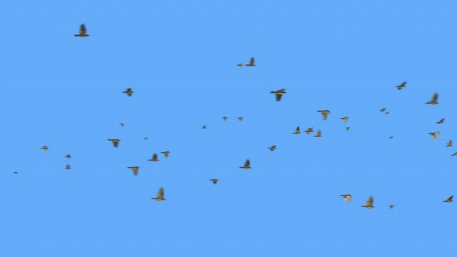 Wild sparrow birds flying in formation - flock of flying Birds in the sky - blue sky with birds