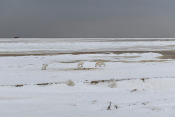 Pack of arctic foxes (Vulpes Lagopus) in wilde tundra.