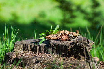 Las Szyszki Pień Drzewa © Dariusz