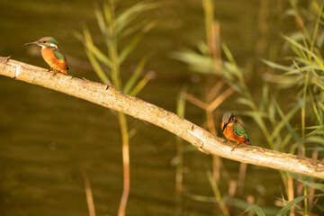 kingfisher on branch
