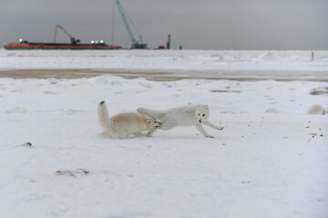 Wild arctic foxes fighting in tundra in winter time. White arctic fox aggressive.