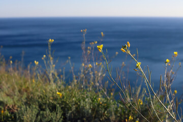 Grass yellow flower on blue sea background, flowering plant near the water. Selective focus.